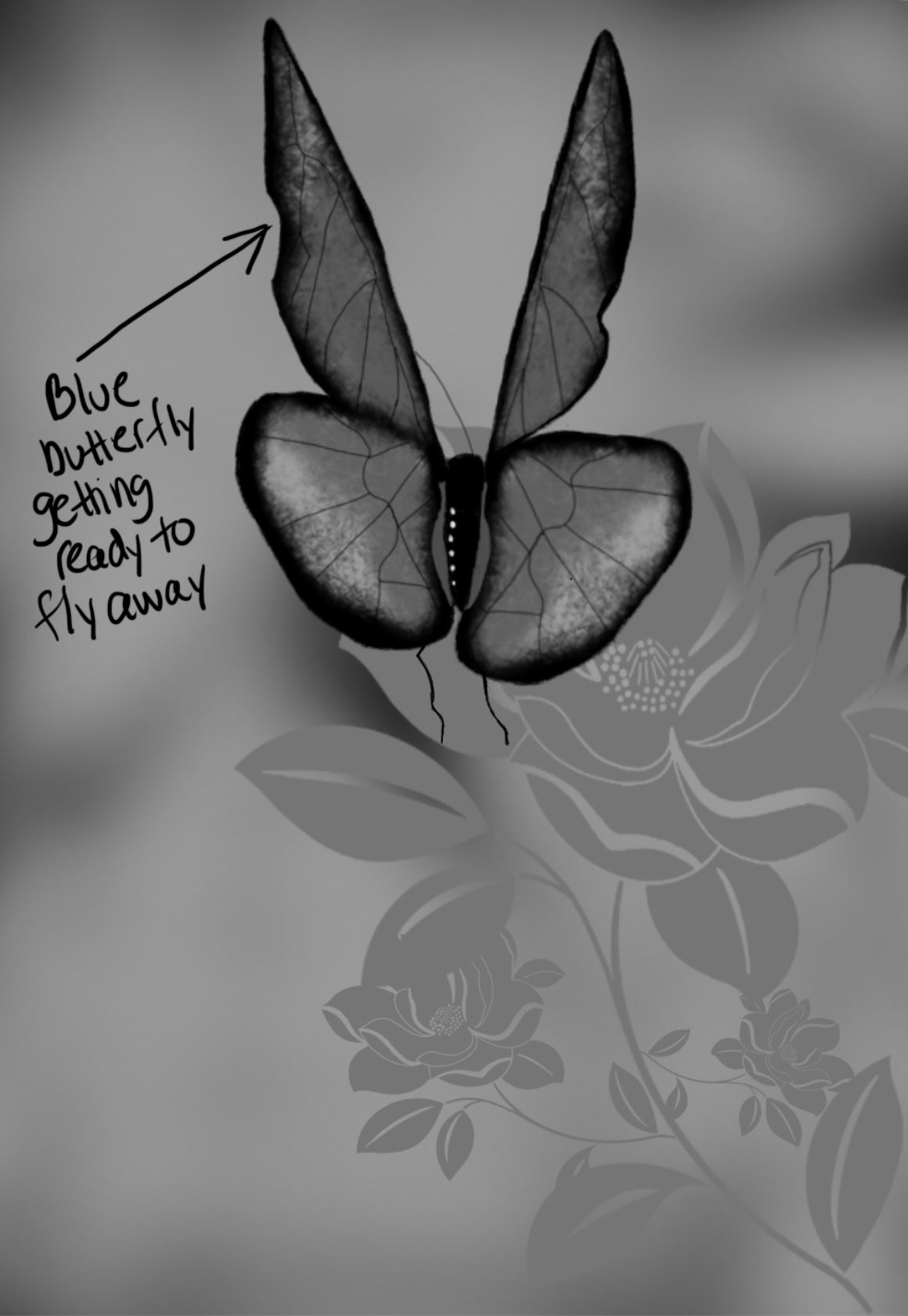 Blue Butterfly Sketches