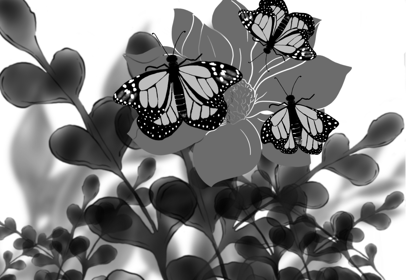 Monarch Butterfly Sketches