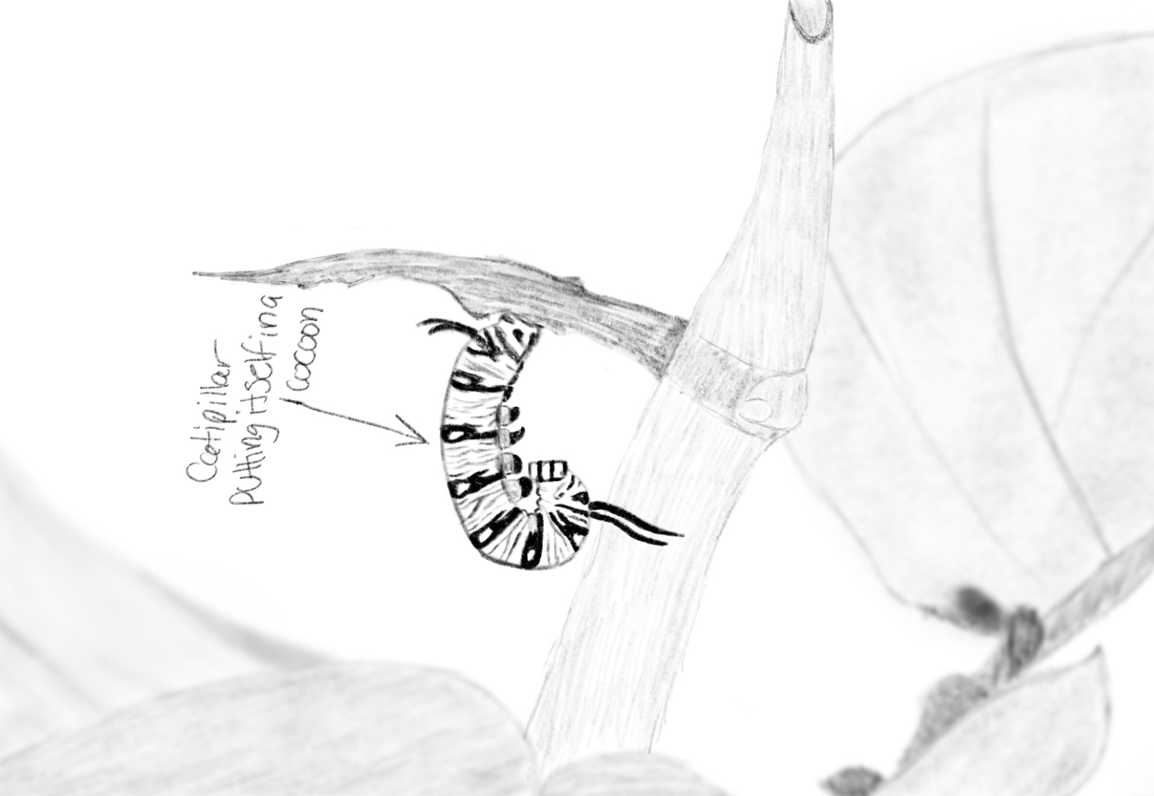 Monarch Butterfly Sketches