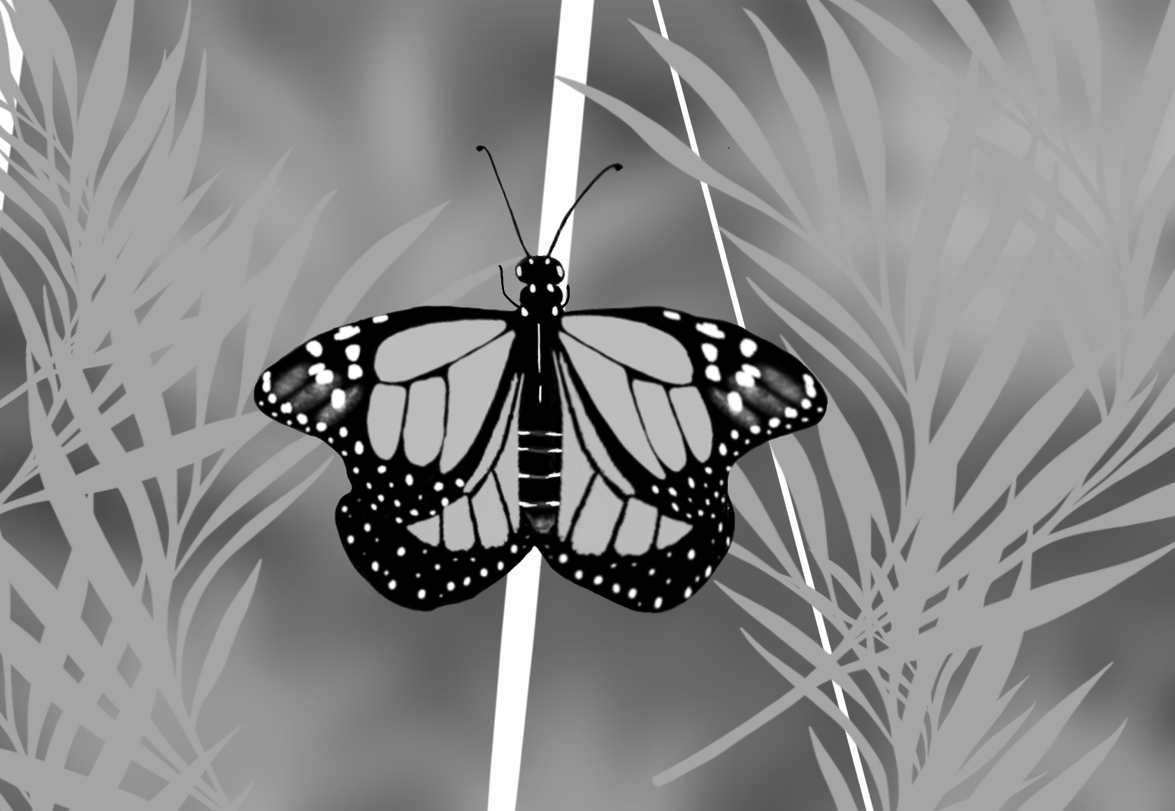 Monarch Butterfly Sketches